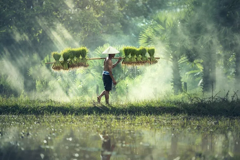 Farmer in paddy field