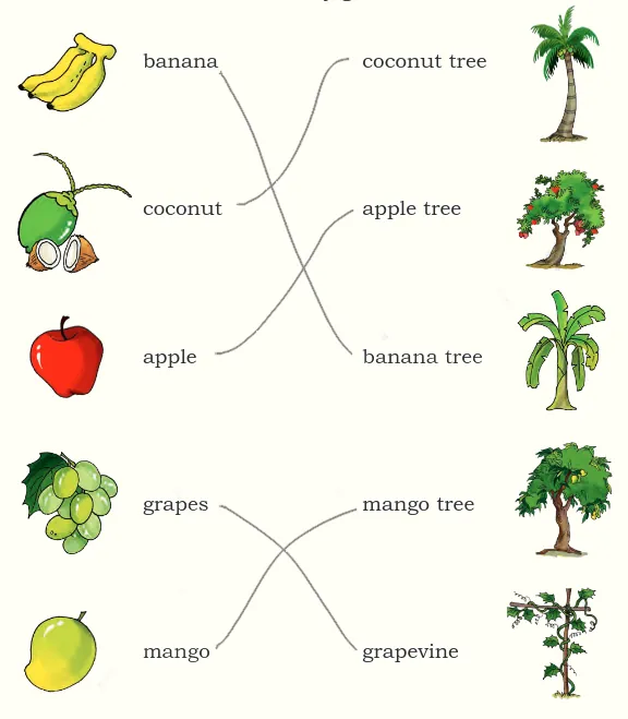 Match the fruits to the tree they grow on - answer