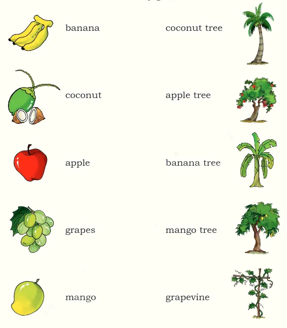 Match the following- fruits and trees from chapter 13 We are all Indians